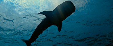 Gigantikus halszörny akadt horogra Nógrádban, a horgászok is döbbenten figyelték a méretes példányt