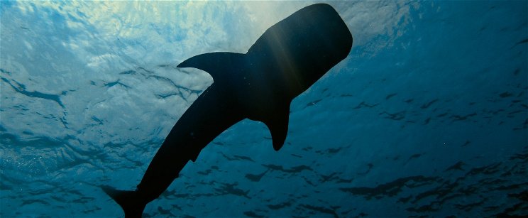 Gigantikus halszörny akadt horogra Nógrádban, a horgászok is döbbenten figyelték a méretes példányt