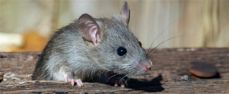 Vécén ülve harapta meg egy patkány, agresszív ragály tört ki egy idős férfin