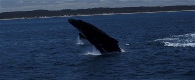 Hatalmas a veszély: egy teljes bálnafaj kipusztulhat az emberiség gondatlansága miatt