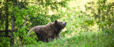 Hatalmas medvét kaptak lencsevégre egy magyar település közelében, a polgármester is figyelmeztetett az ügyben