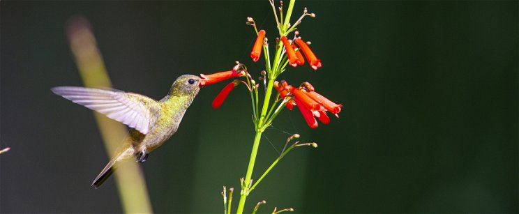 Megfejtették a kolibrik egyik rejtélyét, ehhez miniatűr hátizsákot szereltek a madarakra