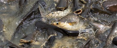 Brazil rémhalat fedeztek fel a Hévízi-tóban, nagy veszélyben van az élővilága