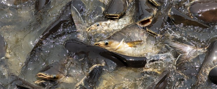 Brazil rémhalat fedeztek fel a Hévízi-tóban, nagy veszélyben van az élővilága
