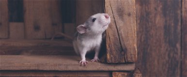 Patkánydarabokat találtak a kenyérben, vizsgálatot indítottak Japánban