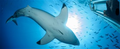 Több méteres cápát videóztak az Adriai-tengerben, mégsem biztonságos a horvát tengerpart? Centiméterekre esett vízbe a férfi a hatalmas ragadozótól