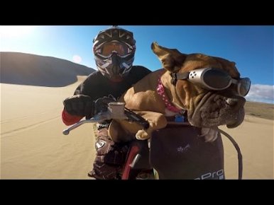 Ennél a sivatagban motorozó kutyánál, még nem láttál boldogabbat