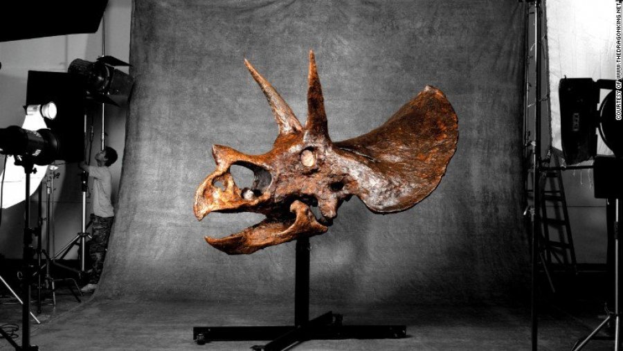Triceratops koponya a nappaliban