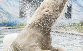 Új jegesmedve érkezett a Nyíregyházi Állatparkba