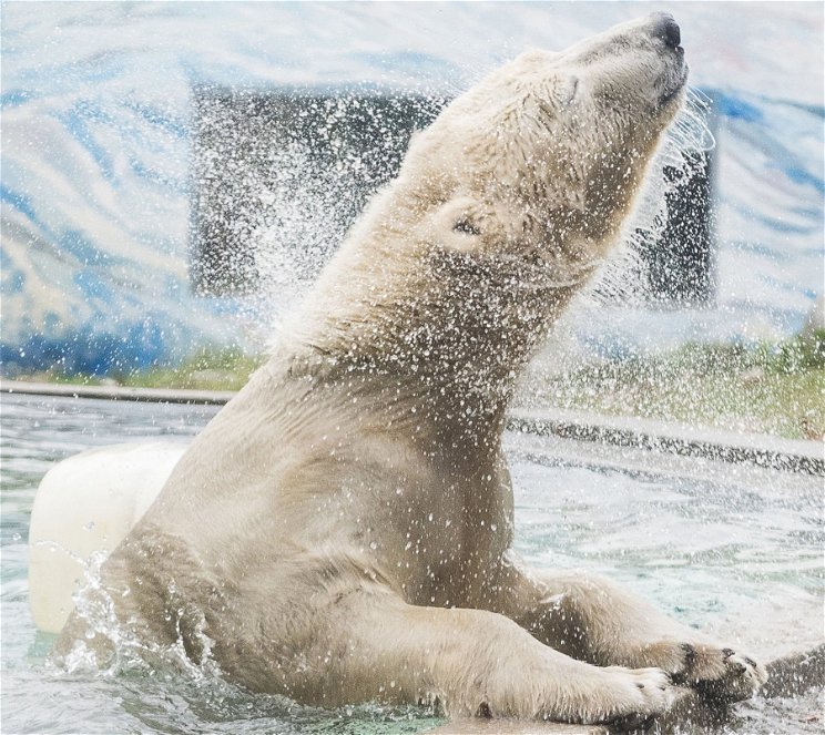 Új jegesmedve érkezett a Nyíregyházi Állatparkba