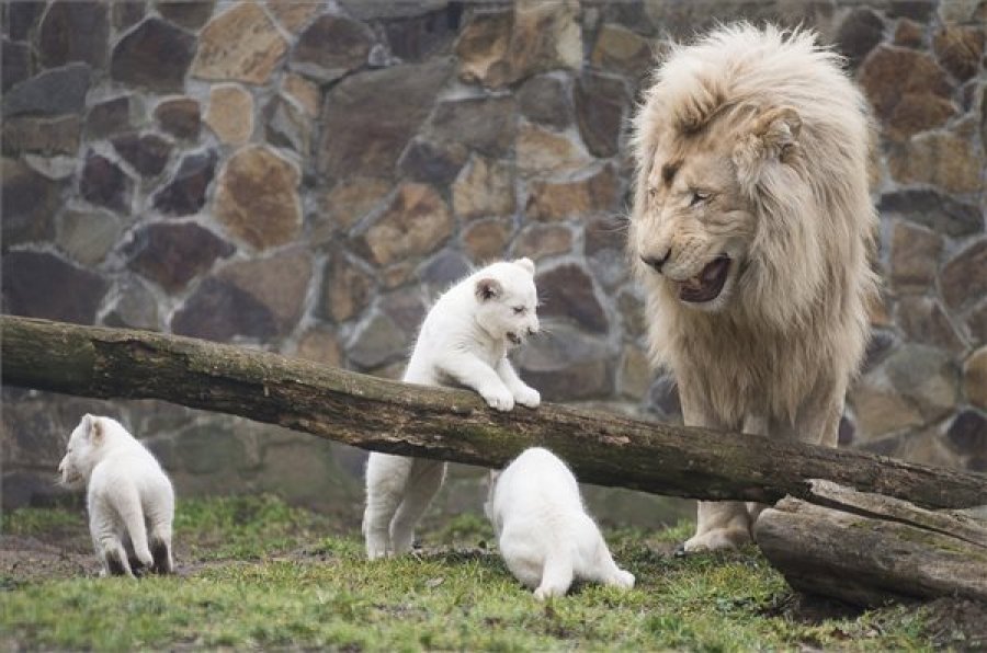 Bemutatták a fehér oroszlán hármas ikreket Nyíregyházán