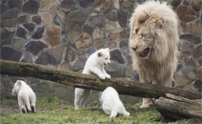 A Nyíregyházi Állatparkban született a legtöbb állatkölyök