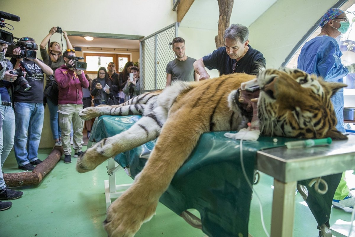 Rendhagyó műtétet végeztek egy tigrisen a Szegedi Vadasparkban