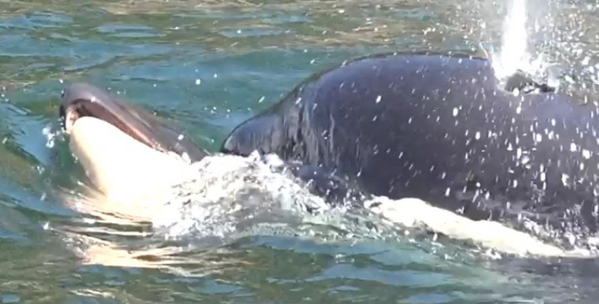 Tizenhét nap után engedte el halott borját egy kardszárnyú delfin