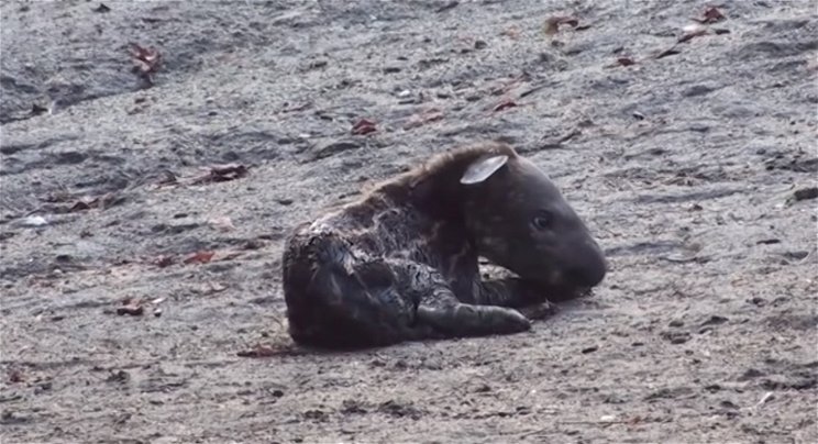 Gyászol az állatkert, mindössze hét napot élt a tapírbébi