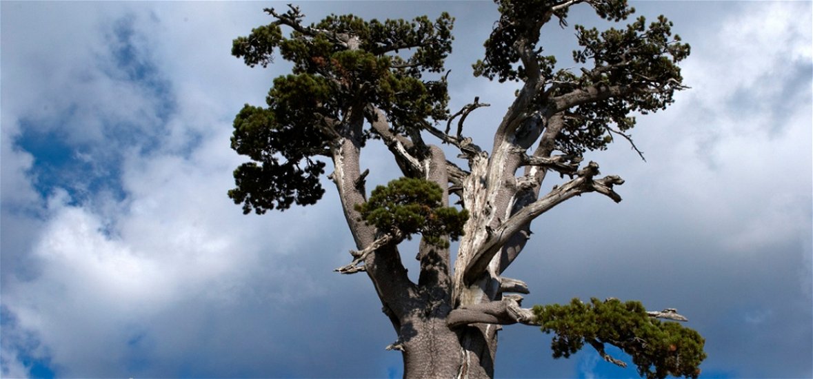 Elképesztő, hogy milyen öreg Európa legöregebb fája