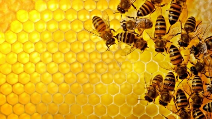 Már „kihallgathatjuk” a méhek ügyködését