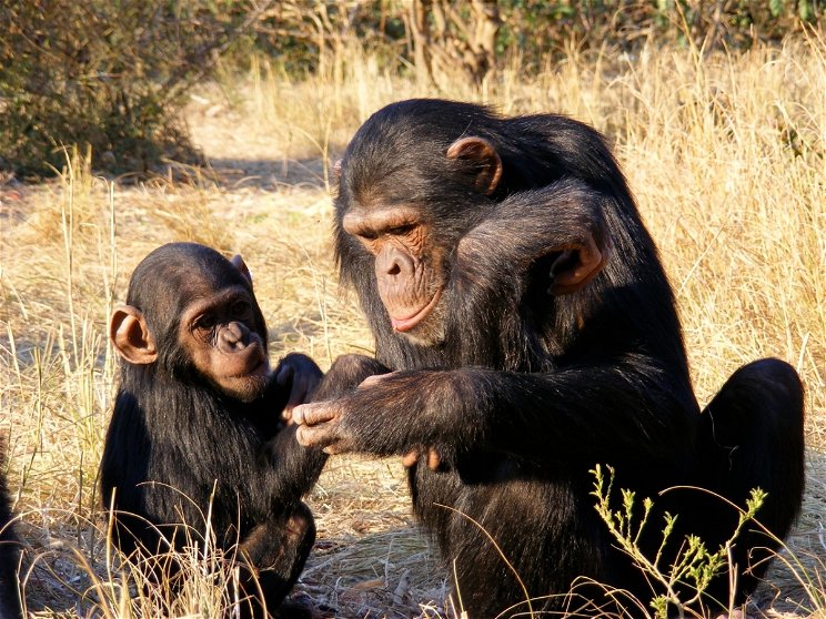 A nőstény csimpánzok megérzik a hímet, mely kölykükre támad