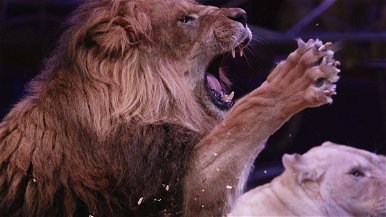 Rémisztő felvétel: kislányra támadt egy cirkuszi oroszlán