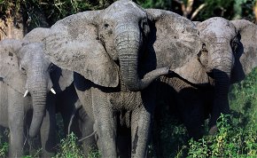 Az elefántok kifejlesztették saját biológiai fegyverüket az orvvadászok ellen
