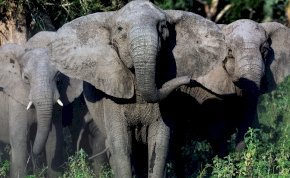 Az elefántok kifejlesztették saját biológiai fegyverüket az orvvadászok ellen