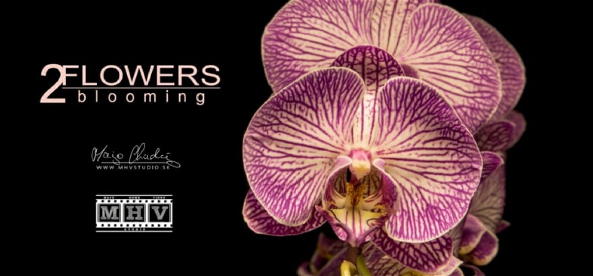 40 ezer fotó, 9 hónap munka, három perc: új, pompás timelapse az orchideákról