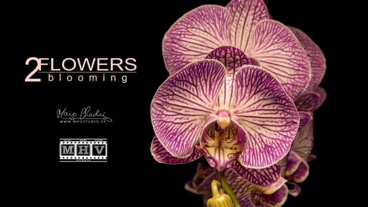 40 ezer fotó, 9 hónap munka, három perc: új, pompás timelapse az orchideákról