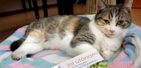 Terápiás macska költözött a szekszárdi könyvtárba