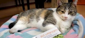 Terápiás macska költözött a szekszárdi könyvtárba
