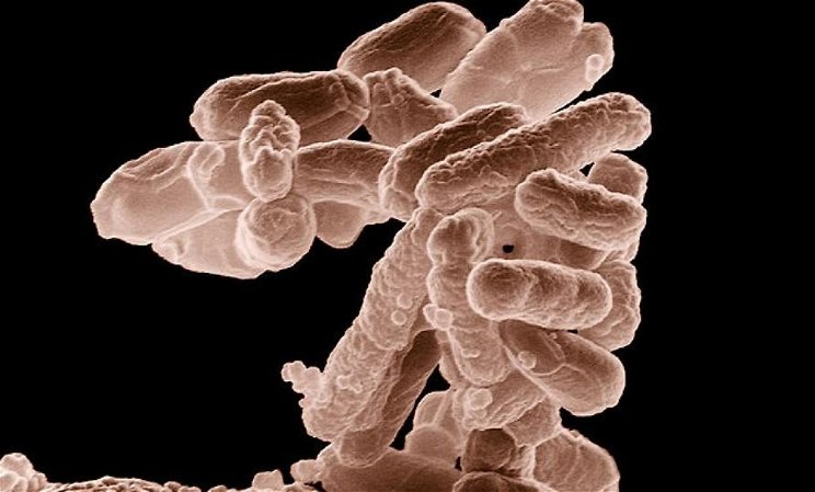 Szegedi kutatók jelentős felfedezést tettek a baktériumok elleni harcban