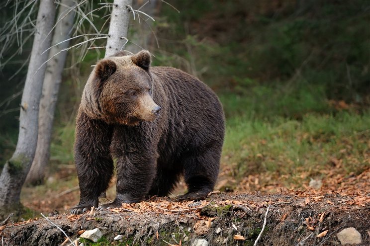 Óriási tiltakozáshullámot váltott ki a medvebetelepítés