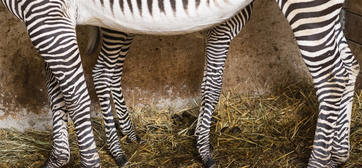 Grévy-zebra csikó született Nyíregyházán