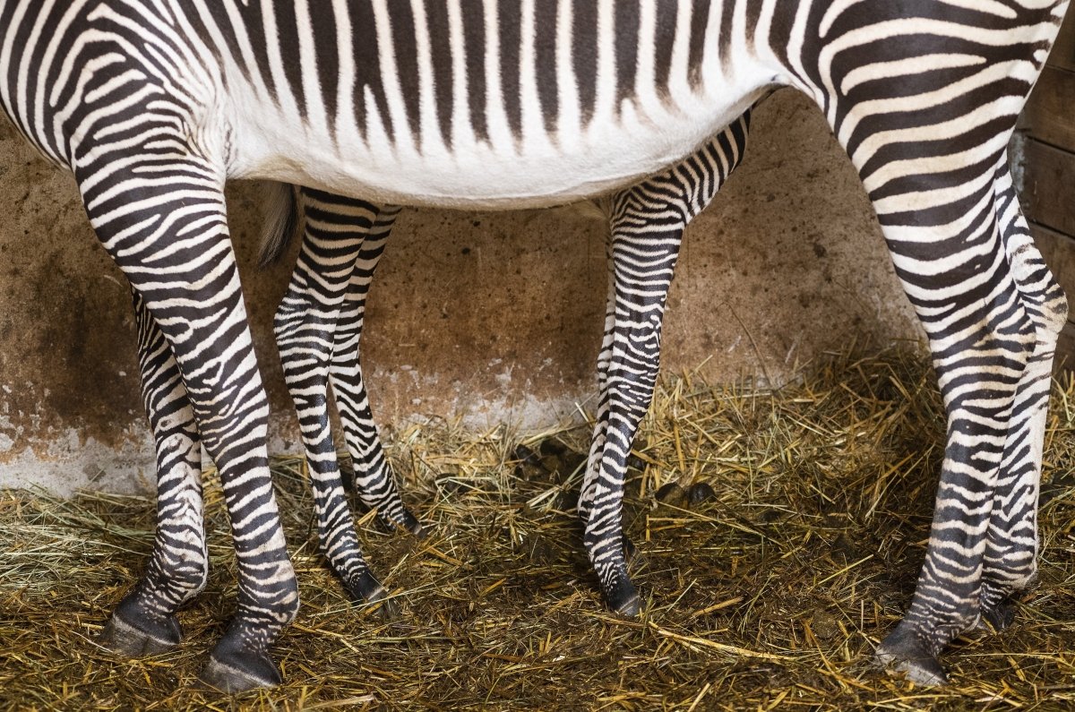 Grévy-zebra csikó született Nyíregyházán