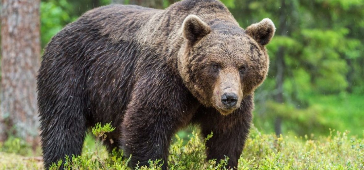 Medve támadt egy vadászó magyarra Székelyföldön