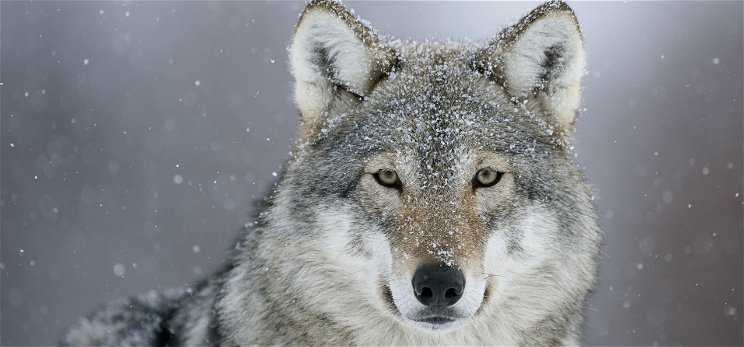 Farkasokat vettek föl az Aggteleki Nemzeti Park vadkamerái 