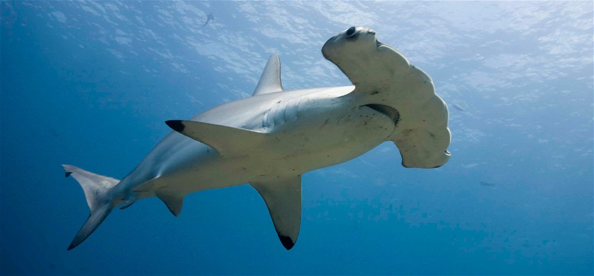 Kihalástól fenyegetett cápákat is felszolgálnak az angol éttermekben