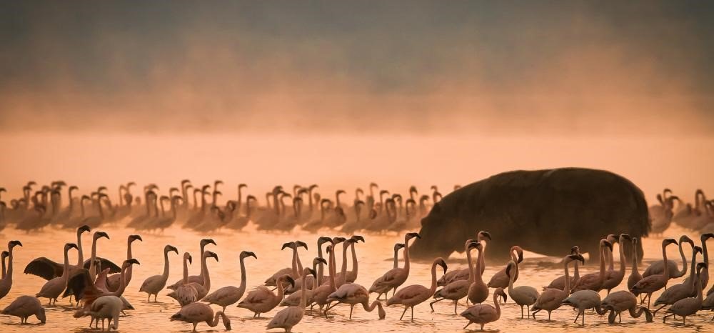 Repülőn menekítették az árván hagyott flamingó csemeték ezreit