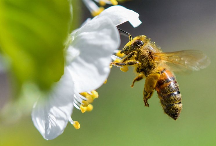 A méhek képesek összeadni és kivonni 