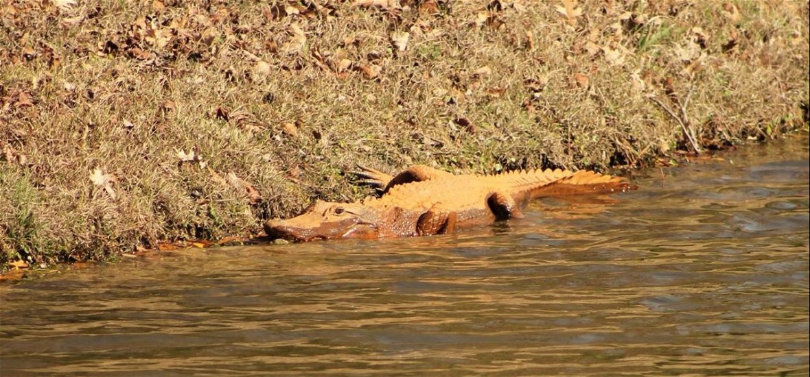 Narancsszínű aligátorok tűnnek fel Dél-Karolinában
