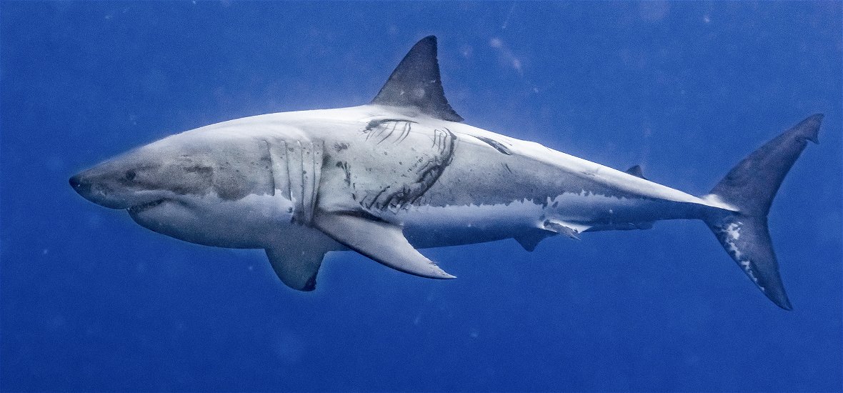 Félelmetes fotókat lőttek a nagy fehér cápáról