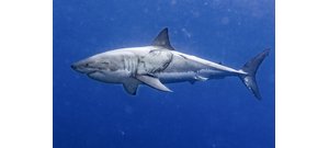 Félelmetes fotókat lőttek a nagy fehér cápáról