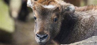 Különleges külsejű állatok születtek a Nyíregyházi Állatparkban