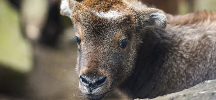 Különleges külsejű állatok születtek a Nyíregyházi Állatparkban