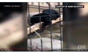 Jaguár támadott meg egy fiatal nőt egy arizonai állatkertben