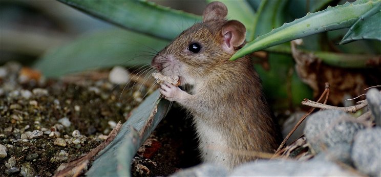 Génterápiával állították vissza egerek látását