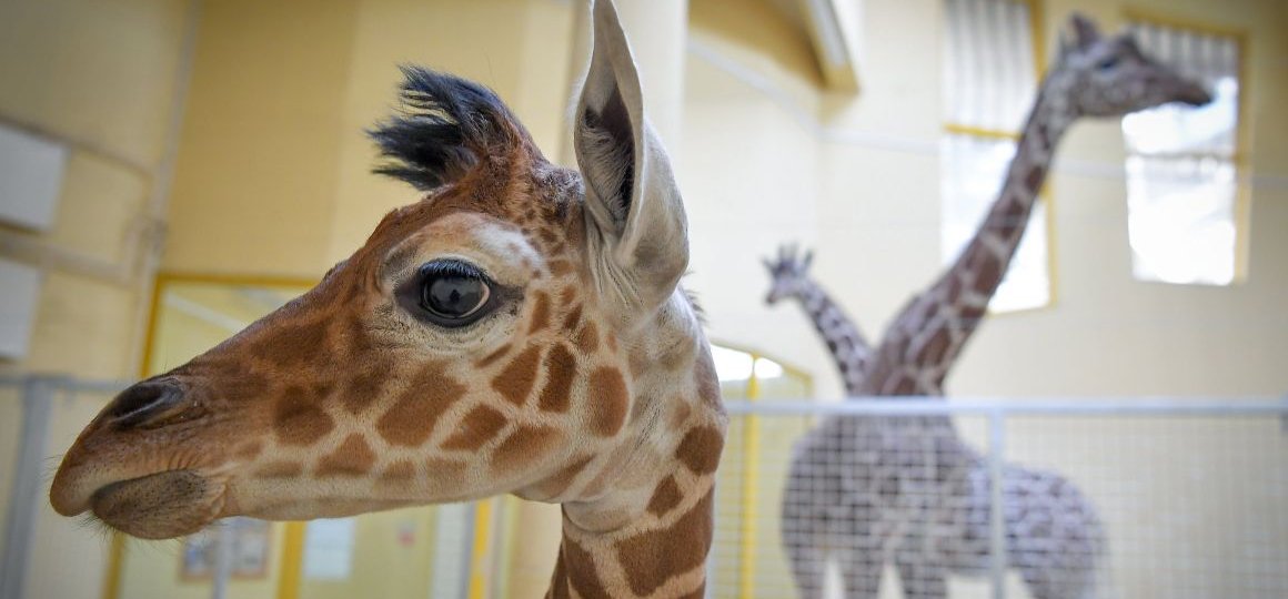Hazánkban egyedülálló zsiráf született a debreceni állatkertben