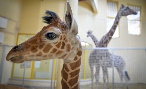 Hazánkban egyedülálló zsiráf született a debreceni állatkertben