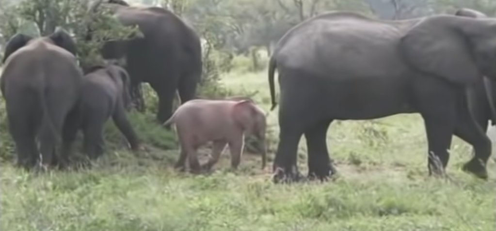 Rózsaszínű elefánt született Dél-Afrikában