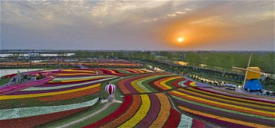 20 millió tulipán egy helyen: Kína lehajrázta „Európa kertjét”