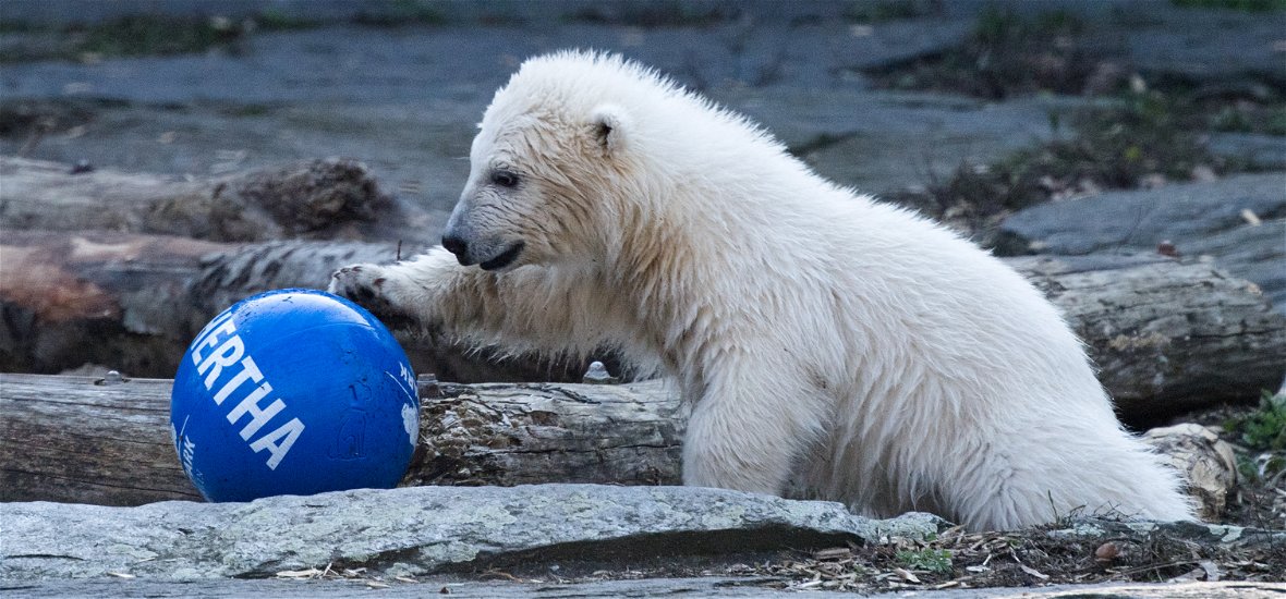 A Hertha nevet kapta a berlini állatkert jegesmedvebocsa